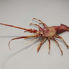 龙虾3D模型下载